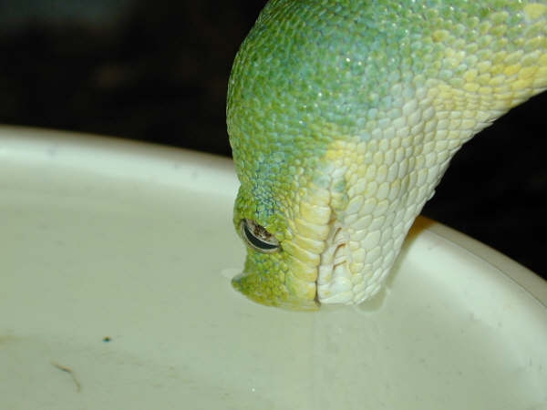 drink